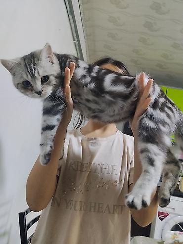 кошка каракол: 4 айлык, Эркек, Лотокко барууга үйрөтүлгөн — 3