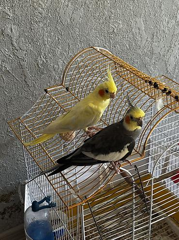 dişi labrador: 3 dənədir tam sağlam quşlardı 2 erkey 1 dişi ələ öyrədilmiş quşlardı — 4