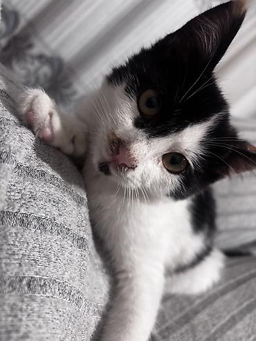 египетский кошка: Кошка даром: Беспородная, Девочка — 2