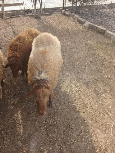 Qoyunlar, qoçlar: Qoyunlar – yerli ətlik/yunluq sürü - Şəkillərdə bir neçə baş yerli — 4