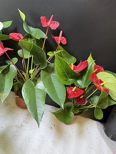 Антуриумы: Антуриум (Anthurium andreanum) в горшке - Компактное комнатное — 4