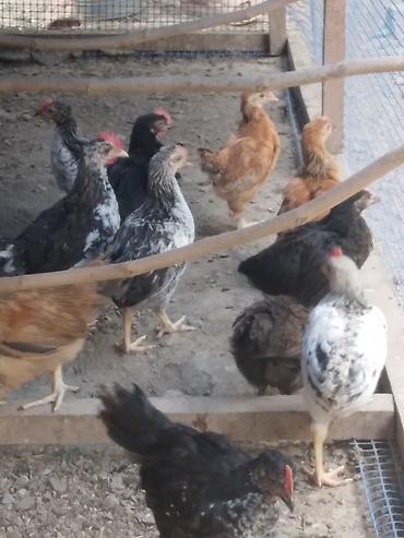 brama cuceler: Salam kənd cűcələri satlır 30 ədəddir 50 gűnlűkdűrlər çoxu xoruzdur — 2