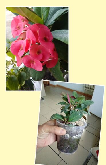 Садовые цветы и кустарники: Саженцы цветка — 23