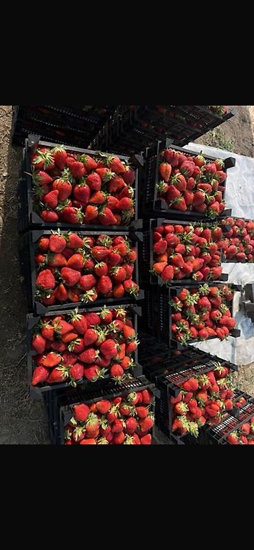 Ящики: Пластиковый Ящик — 1