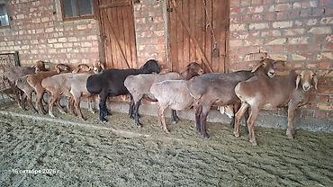 купить галаго в германии: Продаю | Овца (самка) | Для разведения — 1