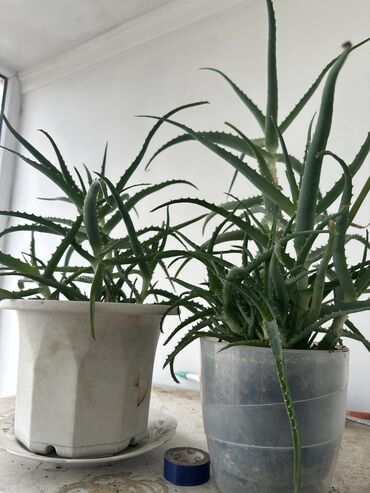 буду диваны: Продаю Цветы Алое 900сом at lalafo.kg буду диваны: Продаю Цветы Алое 900сом