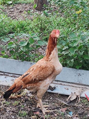 qara qanad tovuz quşu: Heyratı fərə. Ünvan Ağdam bəzi yerlərə göndərmək mümkündür. Tam — 1