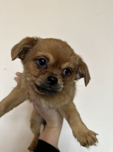 İtlər: Miniatür balaca it balaları - Cins: kiçik ölçülü dekorativ — 8