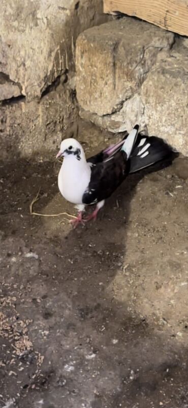 Göyərçinlər: Cep mayadi gotu xalli erkey tek tek 20 manat cut 30 m gozu xalli lalafo.az -da Göyərçinlər: Cep mayadi gotu xalli erkey tek tek 20 manat cut 30 m gozu xalli