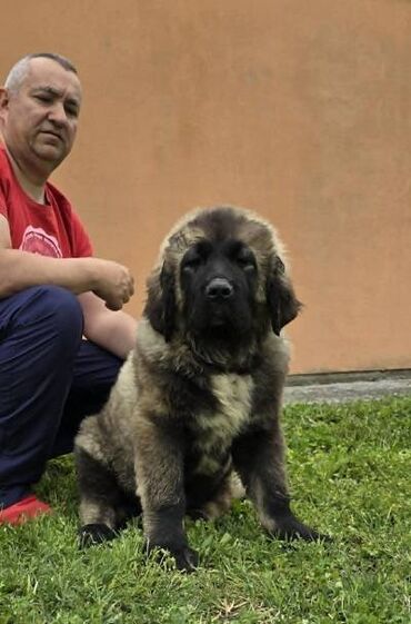 francuski buldog sivi sa plavim ocima: Kavkaski ovčar štenci Odgajivacnica Petar Veliki FCI 4469 sa preko