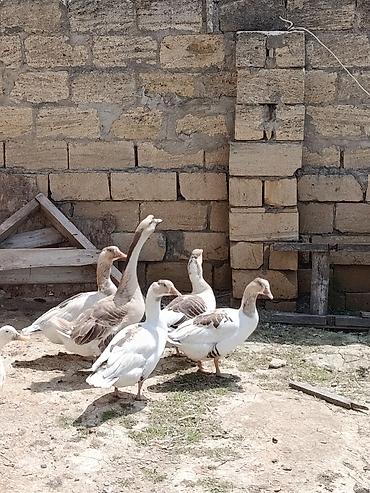 labrador satilir: Erkek 50 azn disiler 35 azn 4 eded disidir. disiler 11 aylıqdı. Qazlar — 1