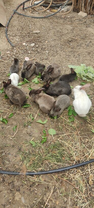 kaliforniya dovşan: Dovşanlar böyüklər 10 manat
balacalar 5 manat