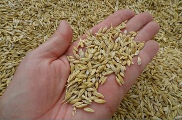 продам ячмень оптом: Ячмень под заказ. хорошего качества. Цена 21 сом Пишите звоните на