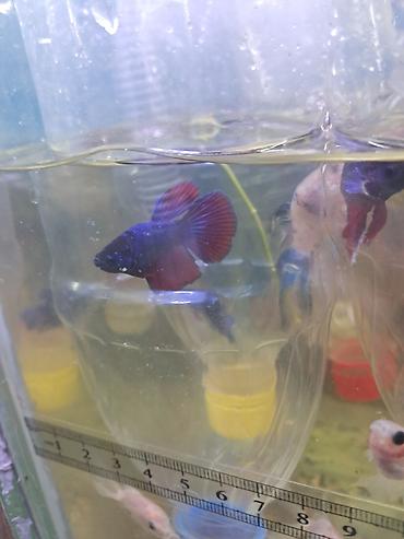 neon balığı: Betta (Petuşok balığı) — 4