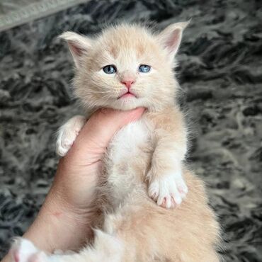 дом для кош: Предлагаются эксклюзивные по своей красоте котята мейкуна,есть из чего