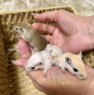 Хомяки: Продаются хомячки джунгарские, сирийские, ангорские пушистые хомячки — 16