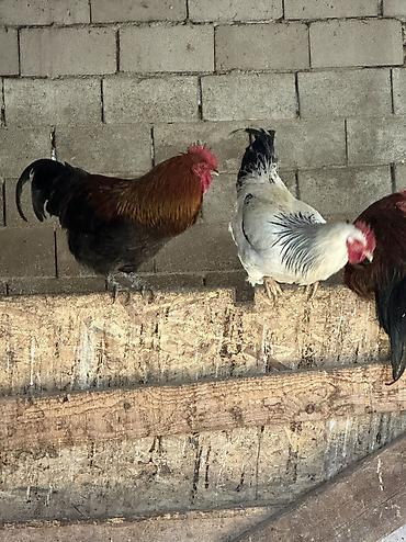 Куры, петухи: Продаю | Куры, Петух | Домашняя | На забой, Для разведения, Несушки — 14