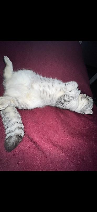 комару кот порода: Шотландская вислоухая кошка (Scottish Fold), окрас серебристый табби — 3