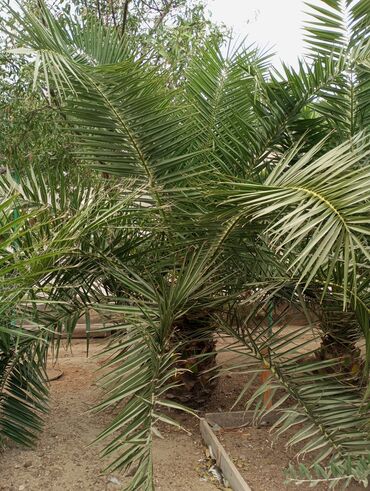 Ağaclar: Ağaclar — 4