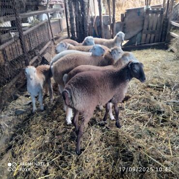 Digər kənd təsərrüfatı heyvanları: Əmlik quzular kiloqramı 10 manat bir az böyük quzular kiloqramı 9 — 12
