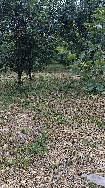qara xurma ağacı: Məhsul: Armud bağından təzə armud yığımı Təsvir: - Sıralı əkilən — 2