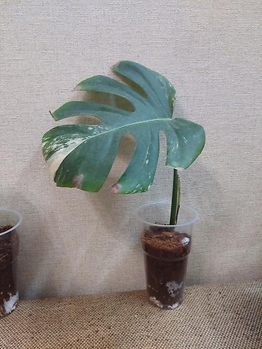 монстера купить: Монстера вариегатная (Monstera deliciosa variegata) - Крупный лист с — 2