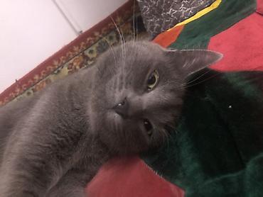 Продажа кошек: Жибек жолу 462 Британская короткошёрстная кошка, окрас сплошной серый — 2