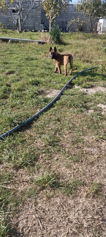 İtlər: Belçika çoban iti, 3 ay, Dişi, Pulsuz çatdırılma — 8