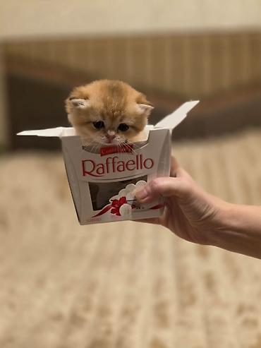 Pişiklər: Britan — 8