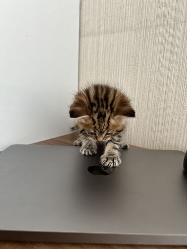 Pişiklər: Şinşilla -da lalafo.az — 9 Pişiklər: Şinşilla — 9