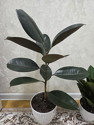 Драцены и Сансевиерии: Сансевиерия (Sansevieria, «щучий хвост») в горшке. Описание: - — 8