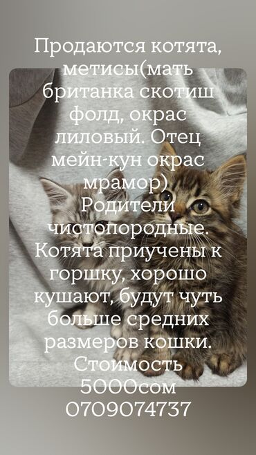 сибирский кот цена: Продаются котята, метисы( мать британка, скоттиш фолд, окрас лиловыц