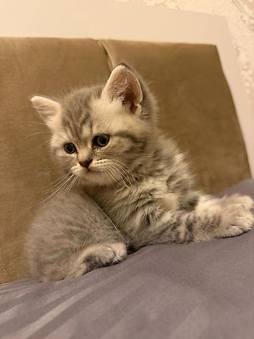 Pişiklər: Şotland — 3