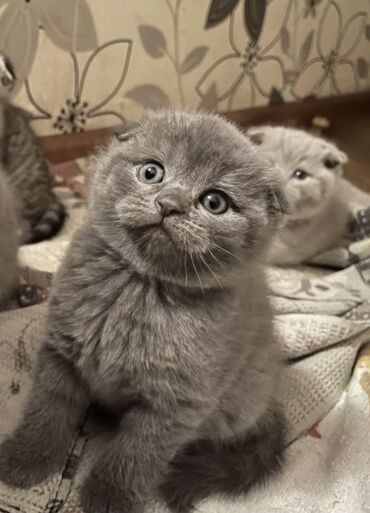 породистые котята даром: В продаже Чистокровные шотландские котята.Папа scottish fold.Mama