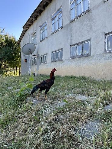 toyuq satilir: Xoruz, Heyratı, il: <1, Ünvandan götürmə — 3