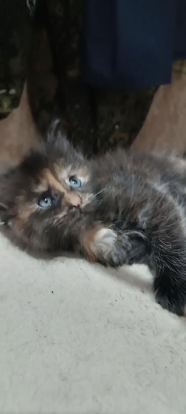 Животные: Гиганты Кошачьего мира♥️ Мейн-Куны 🥰 Мини питомник не клеточного — 8