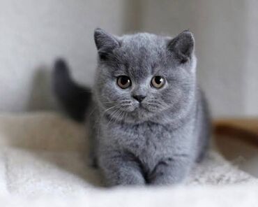 sirin pişik balalari: Temiz saf qan orijinal mișqa Britian pisik balalari satilir Tualet