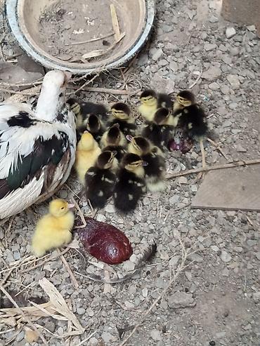 bakida cins ineklerin satisi: Salam. Lal ördək balaaları satılır tam sağlamdılar 12. dənədirlər — 2