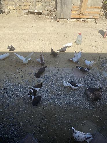 tovuz qusu satilir: Tergizme heyvanlardı 16 denedi icinde ucurmalığ balalarda var — 5