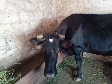 cins ineklerin satisi: Dişi, Holsteyn, il: 7, Südlük, Ünvandan götürmə lalafo.az -da cins ineklerin satisi: Dişi, Holsteyn, il: 7, Südlük, Ünvandan götürmə