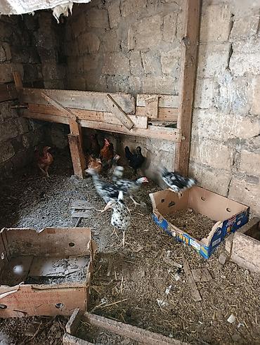 col toyuqu: Sağlam colpalar satilir inkibator deyiller fikirleri ciddi olanlar — 3