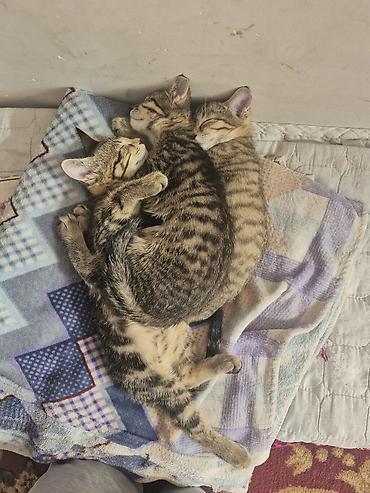 коты бишкек: 🐾 Полосатые котята-табби в добрые руки Ищут дом очаровательные — 3