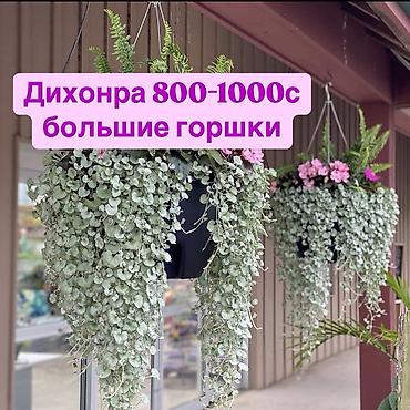 Другие комнатные растения: Пеларгонии сортовые — более 200 сортов в наличии - Ассортимент — 29