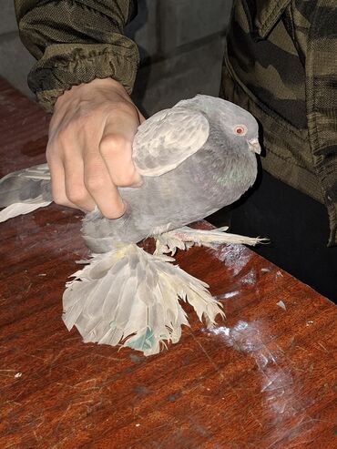 трафареты для рисования животных: Продаю голубей пара голуб Соч голубка ореховая голуб с игрой тяга