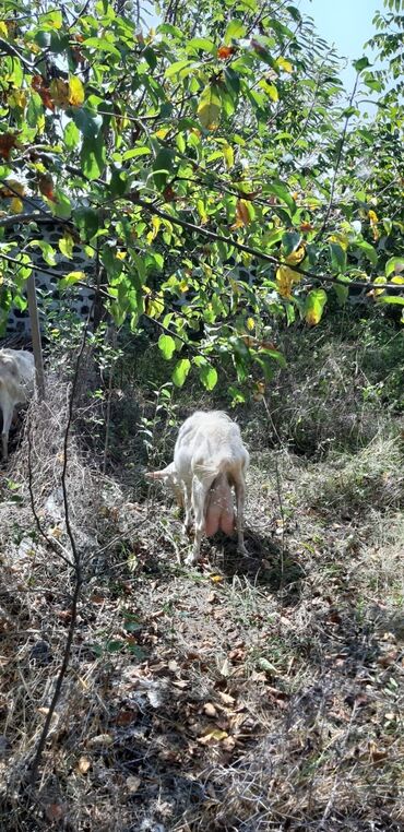Keçi, çəpiş: Dişi, Zanen, il: 1, 40 kq, Ətlik, Damazlıq, Südlük, Ünvandan götürmə — 7