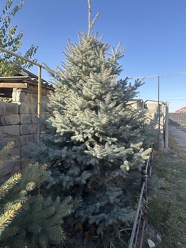 секатор сучкорез: Ель голубая (Picea pungens, Blue Spruce) — взрослые декоративные — 2