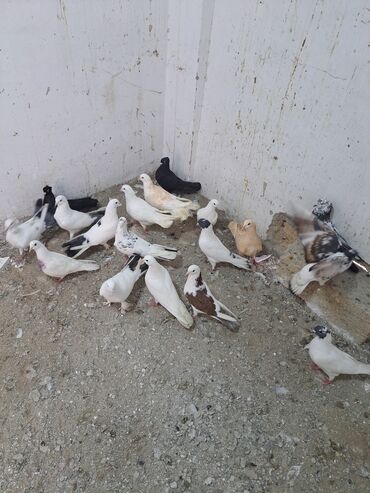 Göyərçinlər: Salam. goyercinler kom 6 manat tek tek 8 manat. goyercinle Bakının — 11