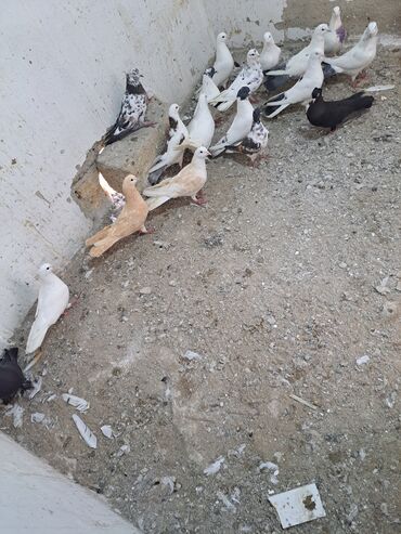 Göyərçinlər: Salam. goyercinler kom 6 manat tek tek 8 manat. goyercinle Bakının — 8