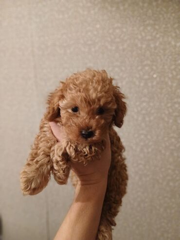 İtlər: Pudel, 2 ay — 2