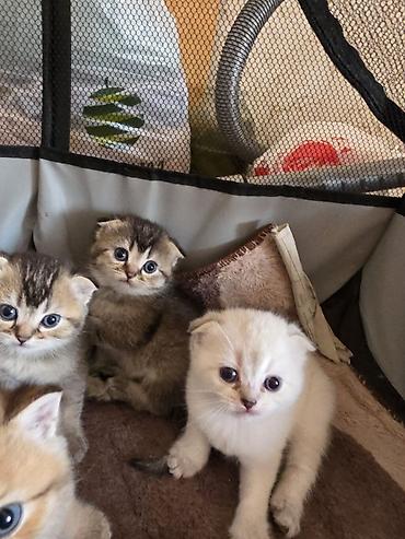 Pişiklər: Şirin pişik balaları - Cins: Scottish Fold/Scottish Straight tipli — 4